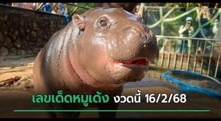 หมูเด้ง เขาเขียว