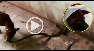 สุนัขกัดงู