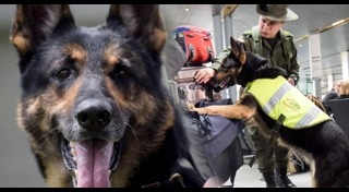 สุนัขตำรวจ