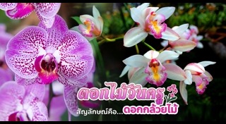 ดอกไม้ไหว้ครู