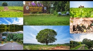 ทุ่งดอกกระเจียว ชัยภูมิ