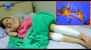 แมงกะพรุนกล่อง