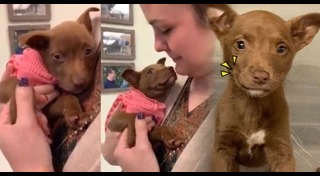 มิตรภาพคนกับสัตว์