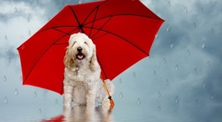 วิธีดูแลสุนัข