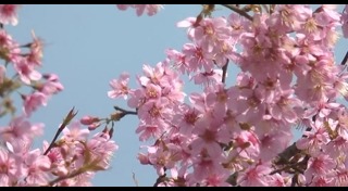 พญาเสือโคร่ง