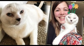 แมวพิการ