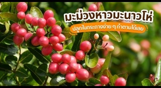 มะม่วงหาวมะนาวโห่