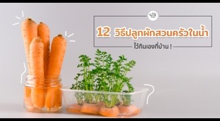 ผักไฮโดรโปนิกส์