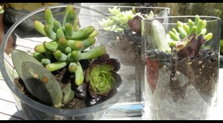 จัดสวนมอสส์