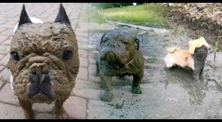 รูปหมาตลกๆ