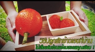 วิธีปลูกเมลอน