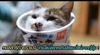 ปลอกคอแมว