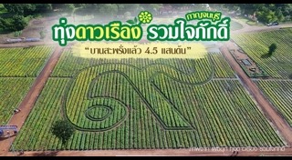 ดอกดาวเรือง