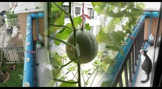 วิธีปลูกเมลอน