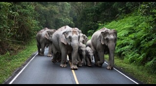 ช้างเขาใหญ่