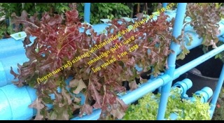 ผักไฮโดรโปนิกส์