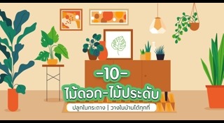 ปลูกต้นไม้ในคอนโด