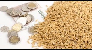 ปลูกข้าว