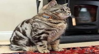 อุปกรณ์เลี้ยงสัตว์