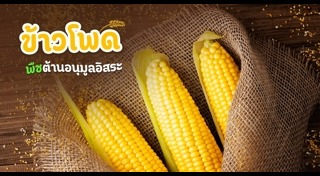 ข้าวโพด
