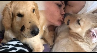 งูหางกระดิ่ง