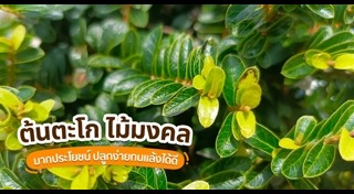 จัดสวนหลังบ้าน