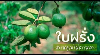 ผลไม้ที่มีวิตามินซี