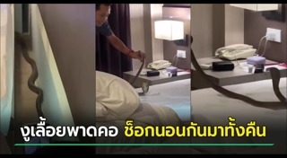 งูเข้าบ้าน