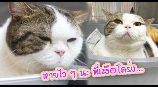 แมวป่วย