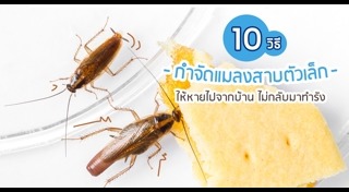 วิธีไล่แมลงสาบ