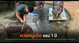 หมูเด้ง เขาเขียว