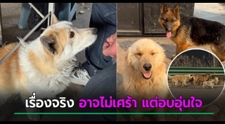 หมาแสนรู้