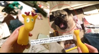 รูปหมาตลกๆ