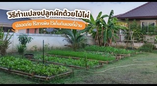 แปลงปลูกผัก