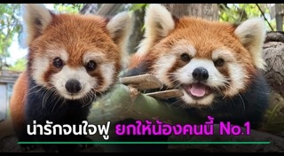 หมีแพนด้า