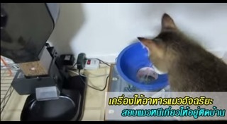 ปลอกคอแมว