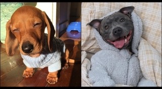 ของใช้สุนัข