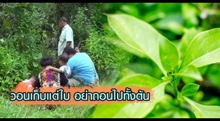 ต้นอังกาบหนู