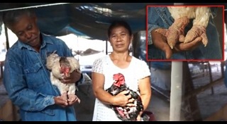 เลี้ยงไก่