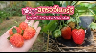 สตรอว์เบอร์รี