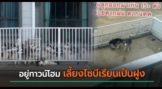 เลี้ยงสุนัข
