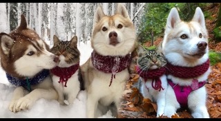 หมากับแมว