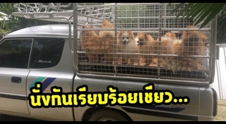 ปอมเมอเรเนียน