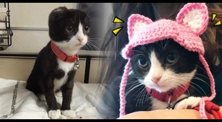 มิตรภาพคนกับสัตว์