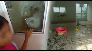 แมวเปอร์เซีย