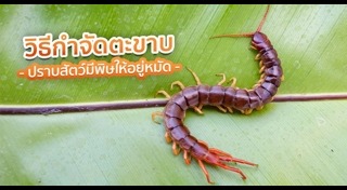 วิธีไล่ตะขาบ