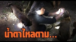 สุนัขกัดงู