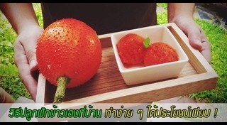 วิธีปลูกเมลอน