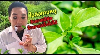 ต้นอังกาบหนู