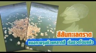 แมงกะพรุนกล่อง